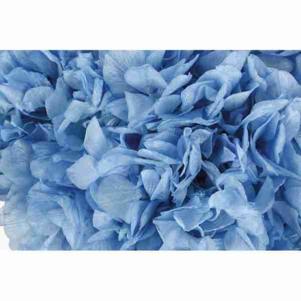 Hortensia Azul Cielo