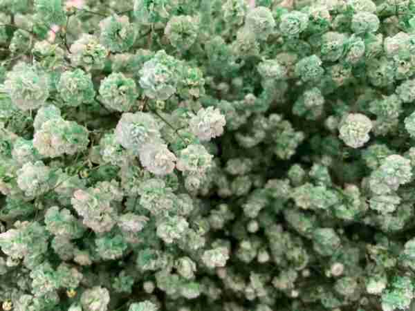 Paniculata Verde