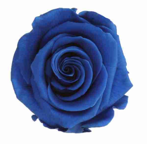 Rosa Preservada Azul Oscuro 55cm