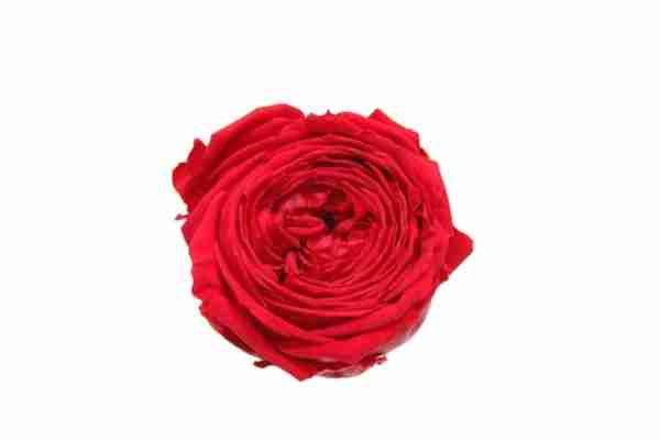 Rosa de Jardín Preservada Roja 27cm