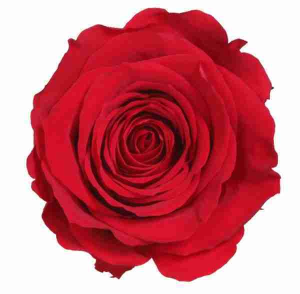Rosa Preservada Roja 27cm