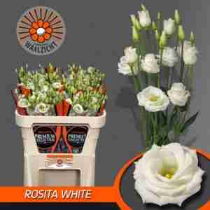 Lisianthus Rosita White