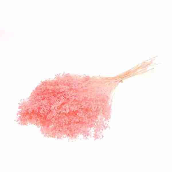 broom rosa