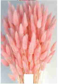Lagurus rosa claro