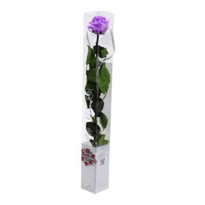Rosa Brigh Lilac 55cm