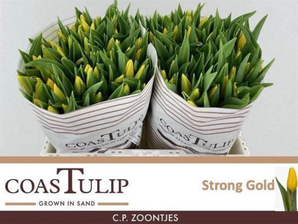 Tulipan Strong Gold