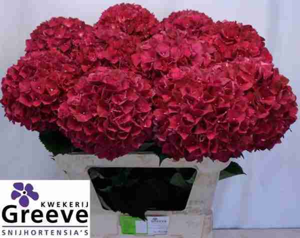 Hortensia Magical Ruby Red