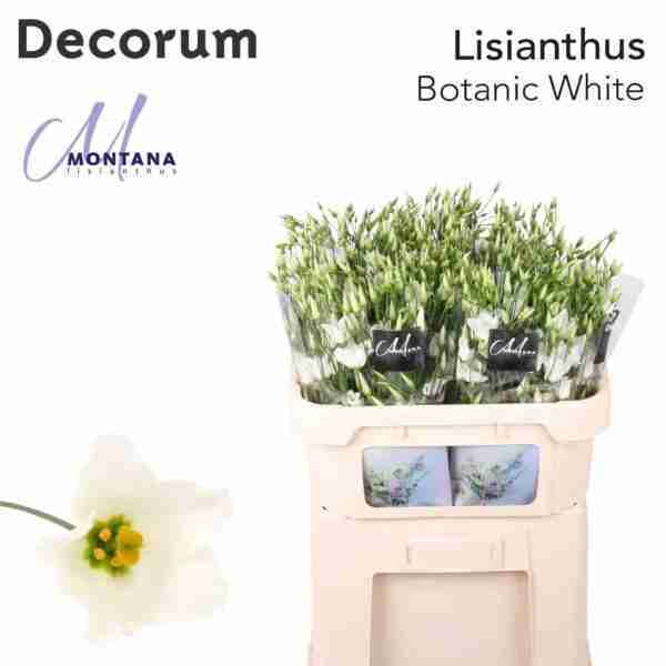 Lisianthus Botanic White