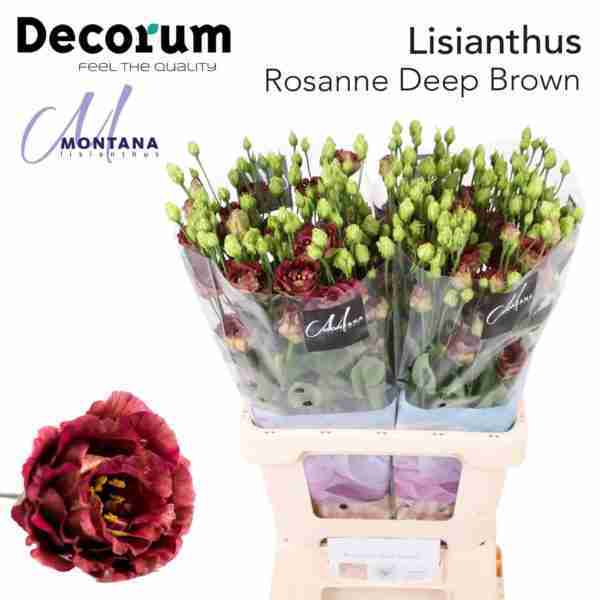 Lisianthus Dobl. Rosanne Deep Brown