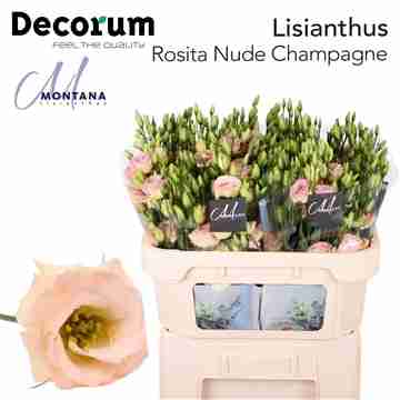 Lisianthus Rosita Nude Champagne