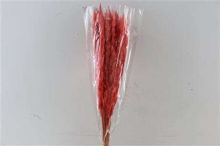 Pluma Decorativa Roja .54