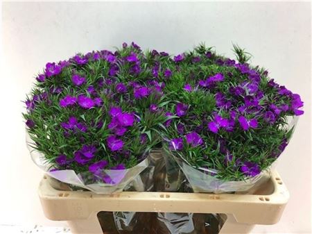 Dianthus Barb. Amazon Neon Purple