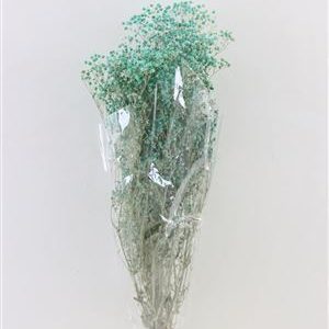 Paniculata preservada turquesa