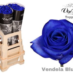 Rosa Vendela Azul